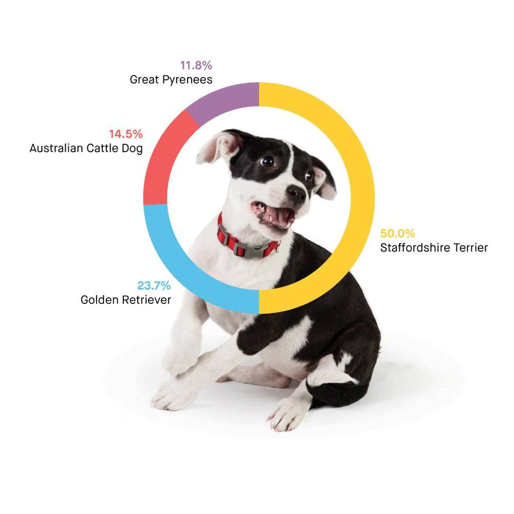 Embark Dog DNA Test, Breed Identification Kit - Levo Sportswear